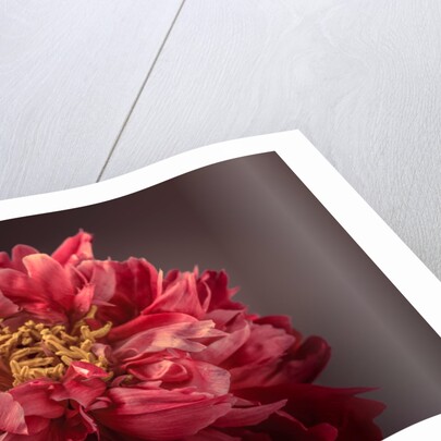 Peony flower by Assaf Frank